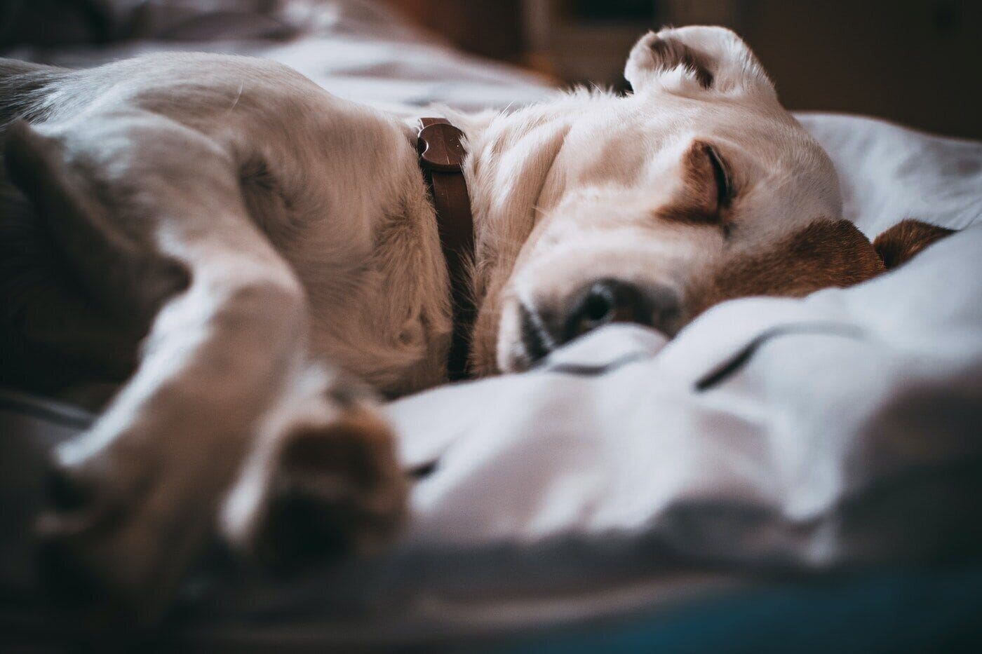 Handy DIY Projects for Your Pets 4 dog sleeping on bed - diy projects for pets