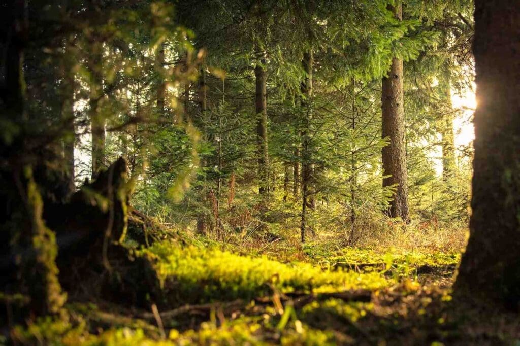sunlight-in-forest-selective-logging