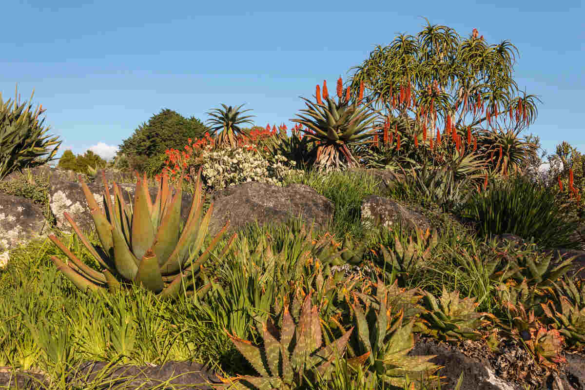 Want to Reduce Your Impact on the Environment? Choose From These 9 Sustainable Gardening Options 2 xeriscaping