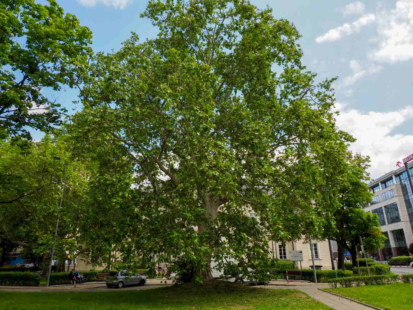 A Better Way to Manage Tree Care on Projects 4 Large trees in front of a building - 4 Big Ways Tree Care CRM Software Can Improve Green Building