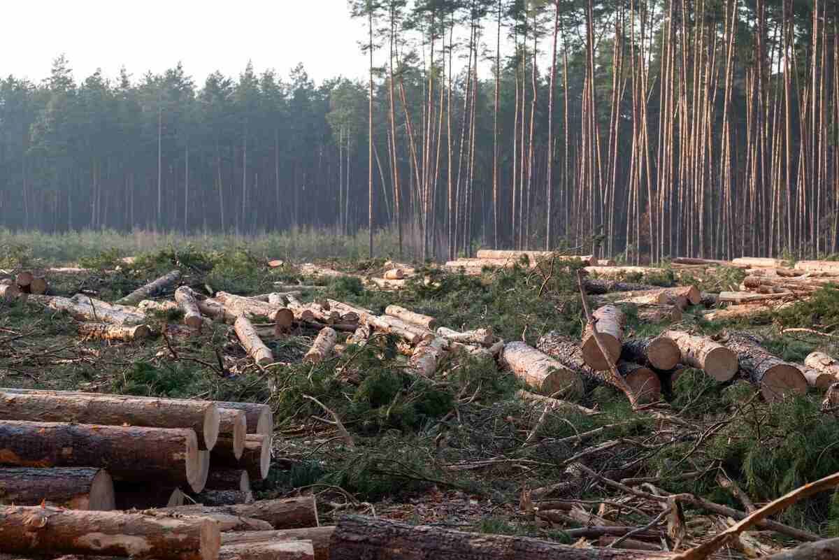 Federal Minister Says Forestry Crisis Goes Beyond U.S. Tariffs 4 forestry - logging in B.C, Canada