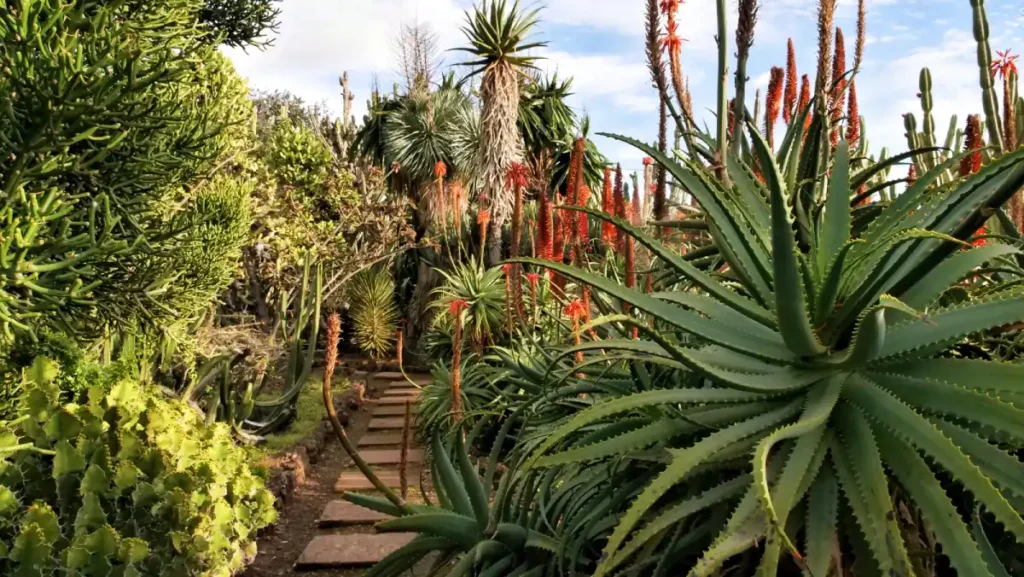succulent - drought-resistant plants