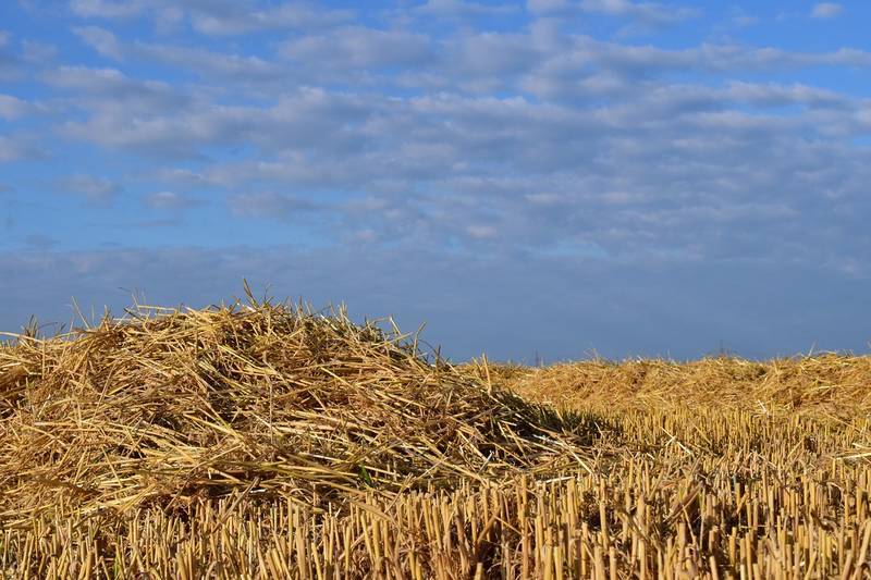NPULP: Straw-pulp for paper making is now a reality 2 Field of straw - Npulp