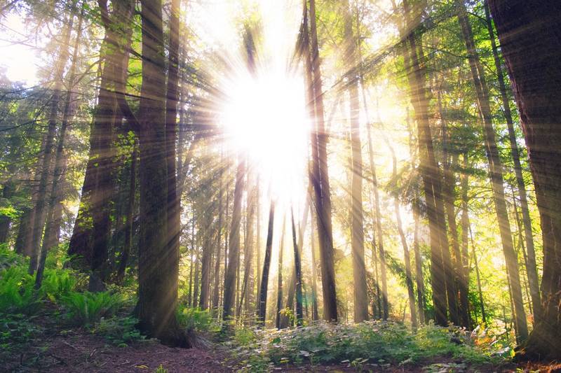NANORODS: Harvesting the sun's energy in a totally different way 17 Sun beaming through forest of trees - Nanorods