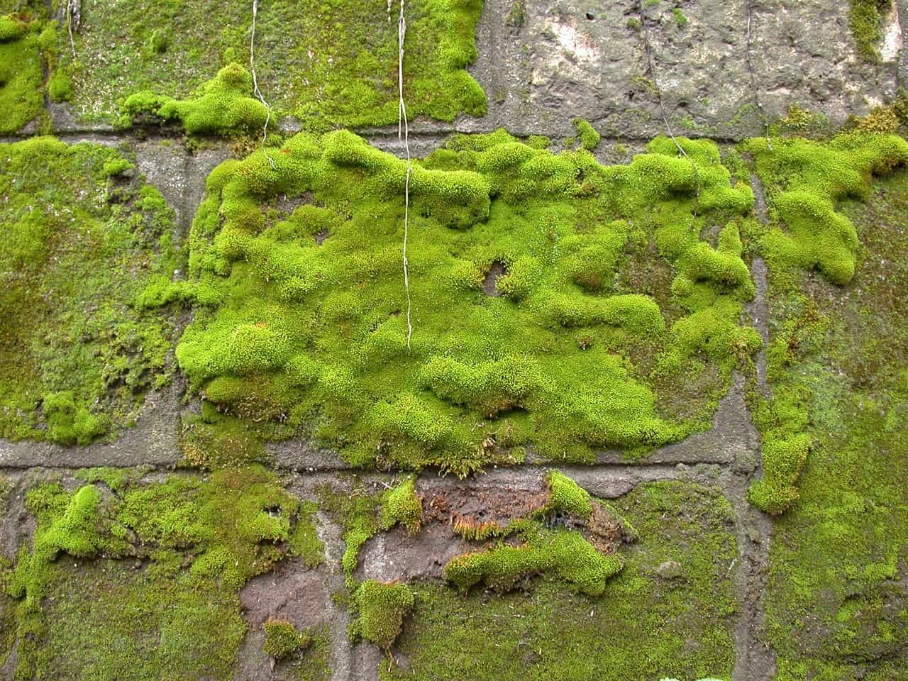 Moss growing on stone wall - Can a moss culture really clean urban air