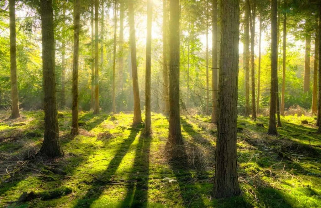 Forest - The Albertan forest
