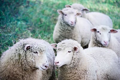 Small group of white sheep - Green construction