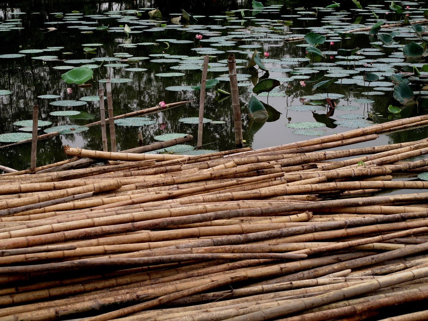 Bamboo floating in water. Photo from Sabine R via Unsplash.