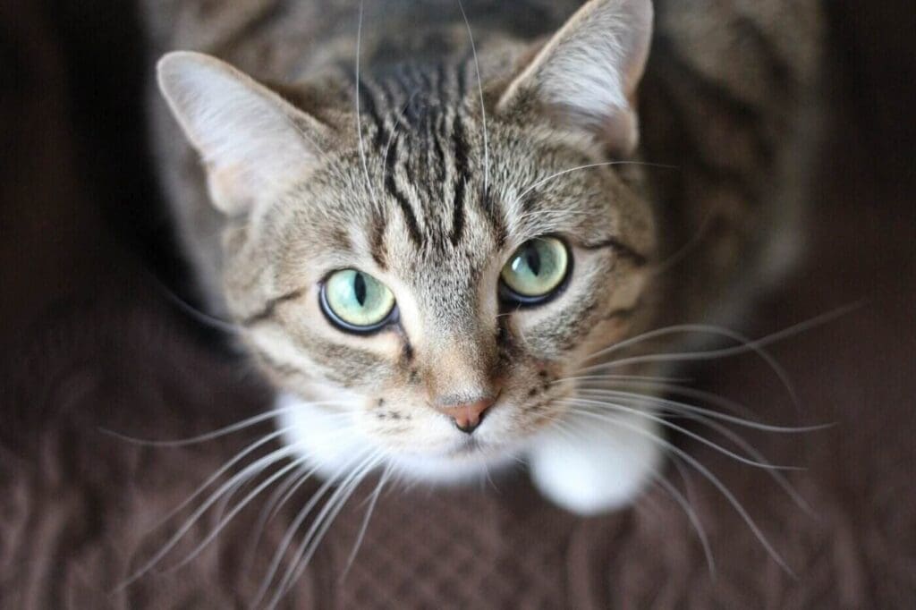 Handy DIY Projects for Your Pets 5 grey tabby kitten looking at camera - diy projects for pets