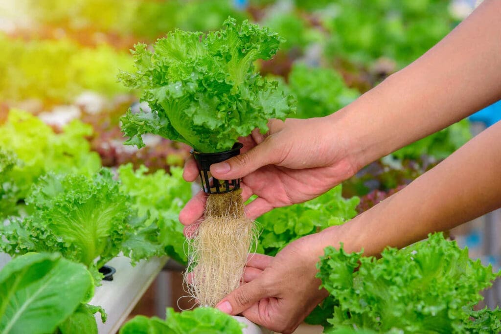 Hydroponics