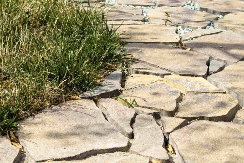curved path in backyard