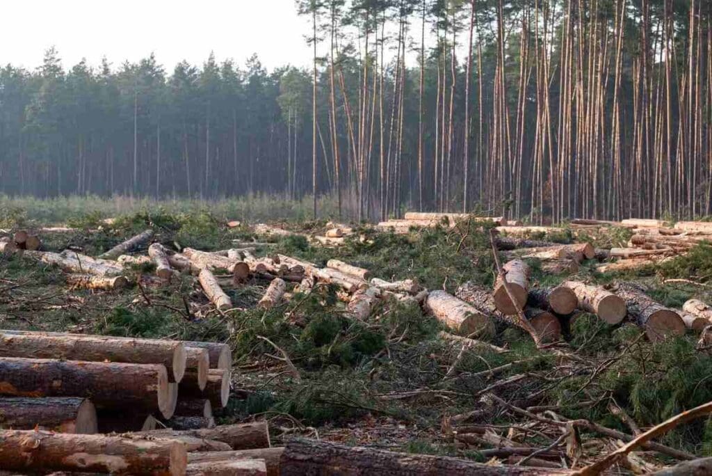 forestry - logging in B.C, Canada